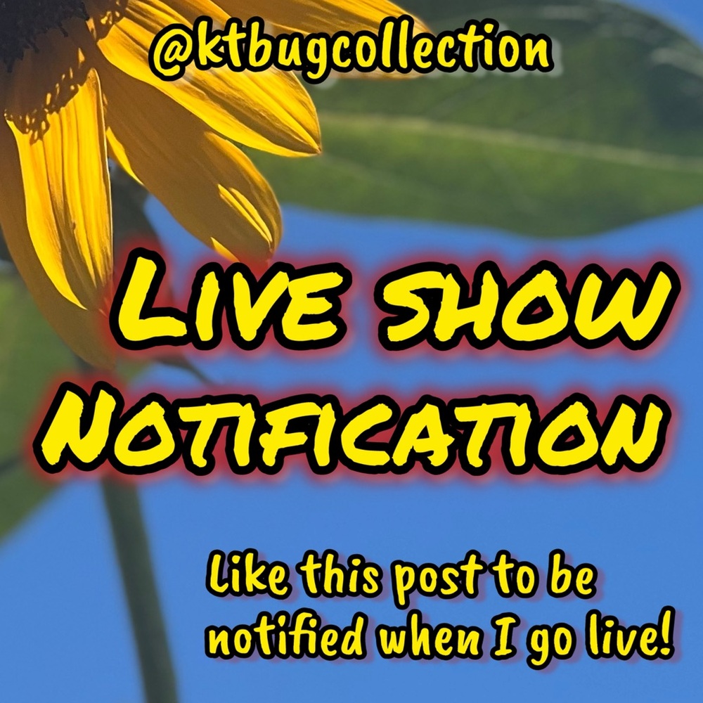 π» KTBugCollection Is Live! π» - Picture 2 of 6